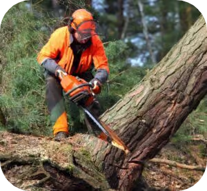 best life insurance for loggers