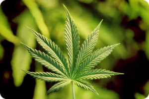 life insurance for marijuana users
